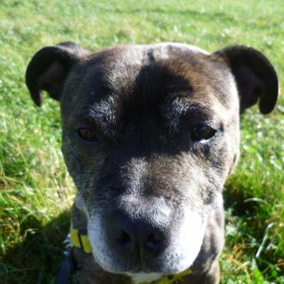 iam a 9 yesr staffie that recently found my furever home so now i help my pals