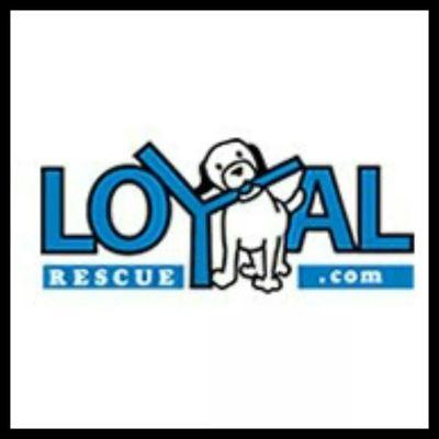 We are a foster-based, all-breed dog rescue. Our dogs are currently living in loving foster homes across Ontario.