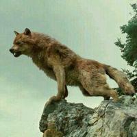 أبو ثامر (@awa201462345) 's Twitter Profile