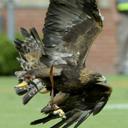 Jay Burns - @AUJBird - Twitter