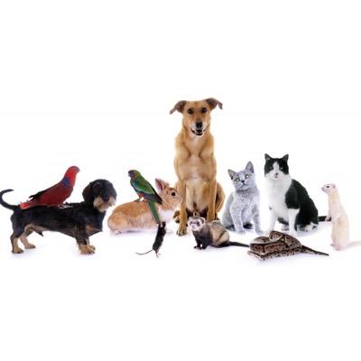 A virtual telephone pole for lost or found animals. Email info (with a picture) to 256lostandfound@gmail.com