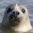 SealGiroux's profile image