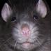rattycorner (@rattycorner) Twitter profile photo rattycorner (@rattycorner) Twitter profile photo