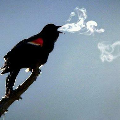 DawnFanatic's profile picture. Mwanawevhu 🇿🇼 🇬🇧