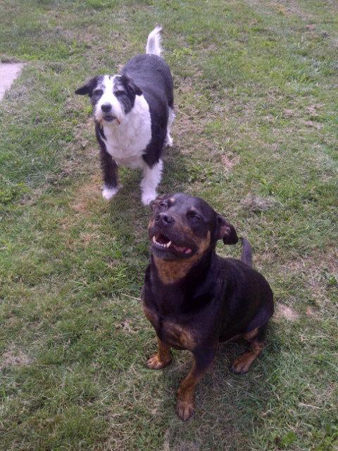 angie_ricketts's profile picture. Love my animals and proud vegy. Don't need men when I got animals.