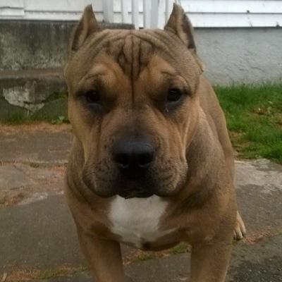 blackflagbully's profile picture. Bully breeding & Stud services!! DM or email at Blackflagbully@gmail.com