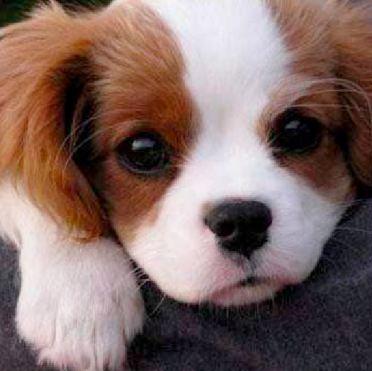 StacyMattews's profile picture. I love puppies!