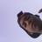 jendrytoribio's profile image