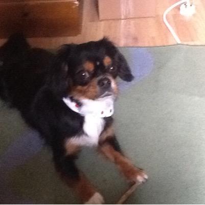 owner of the world's cutest dog.