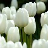 ralpi34's profile picture. 