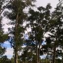 mateo  ray cardoso - @mateoray_ray - Twitter