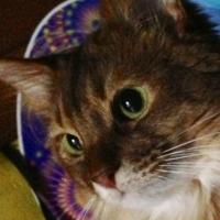 猫好き柔道整復師 (@3t_2) 's Twitter Profile