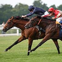 Talking Horses (@horsetalkhq) 's Twitter Profile