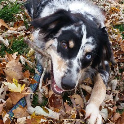 I am artist, pet groomer, pet sitter, dog walker, photographer, pokemon expert, painter, sculptor