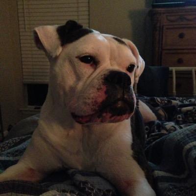 themicalee's profile picture. meow