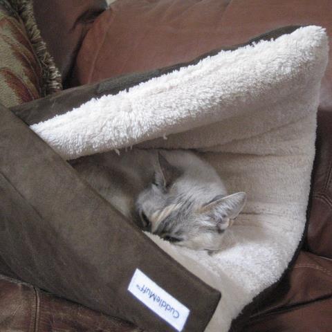 Adjustable, Portable, Cozy Safe Haven For Pets #cute #cuddlemuff