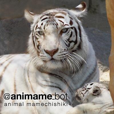 動物豆知識bot Animaruu Bot Twitter