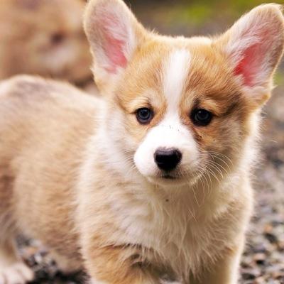 Bark! Bark! Bark! |#RolePlay|My owners are @LiberatingSwan and @CptKillianHook_|OUAT|