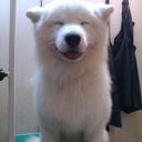 Jerry Tom - @TomOomph - Twitter