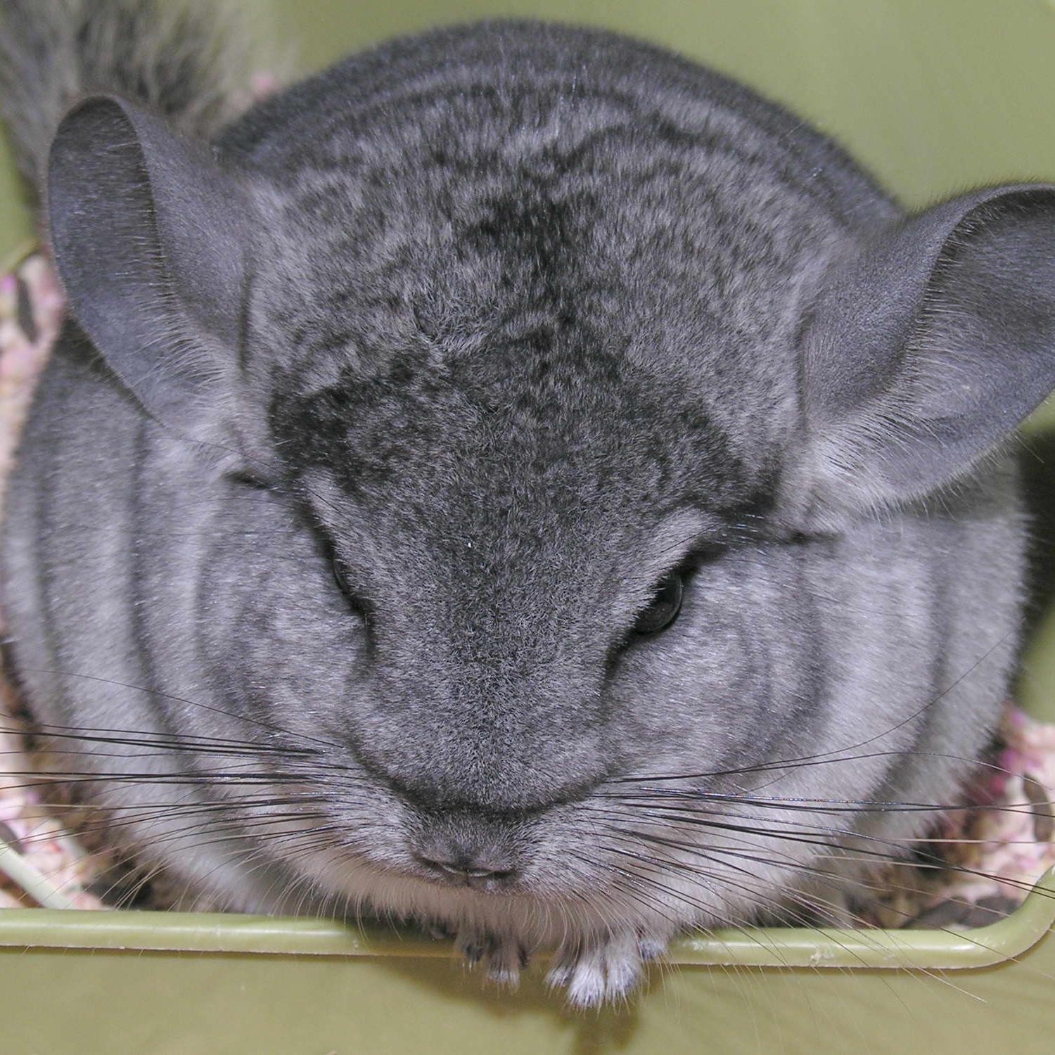 Happychilla's profile picture. 