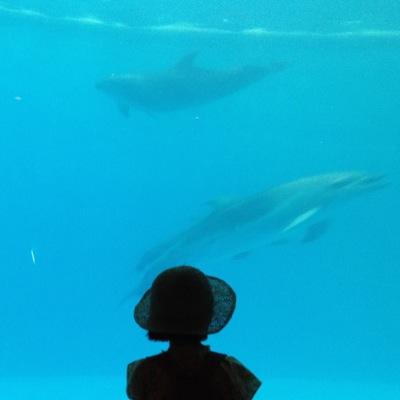 猫、映画、旅、語学。発達性トラウマ。反原発。
