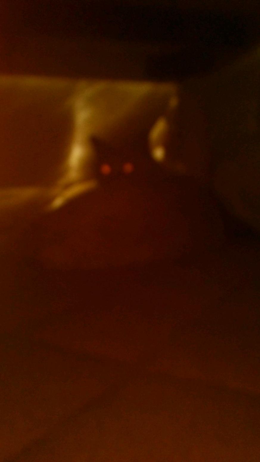 STakaNon's profile picture. 実家の猫とマンガとジブリが好きです。