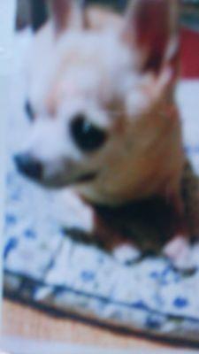 MayumiNakano1's profile picture. ﾊｲｽﾋﾟﾘｯﾄです。好きは犬、猫、海、空、山、森、ﾄﾞﾗｲﾌﾞ、音楽を聴きながら大声で歌いながらドライブするの好きです。あと、写真を撮ることが好きでTwitterにも、こんなに写真好きな方々がいらっしゃるのが、びっくりです。