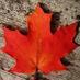 Noreen Walker (@camsmomcdn) Twitter profile photo Noreen Walker (@camsmomcdn) Twitter profile photo