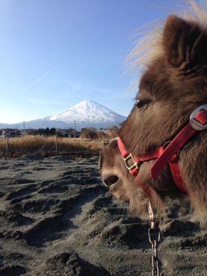 富士山のふもと御殿場市にある乗馬が楽しめる牧場です。当牧場は2014年11月に引っ越しました！馬やポニーの他、うさぎやアヒル、ヤギなどとの触れ合いも楽しいですよ♪