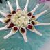 Rococo Catering (@rocococatering) Twitter profile photo