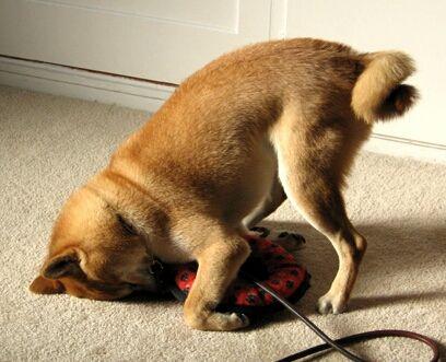 CynicsDelight's profile picture. 