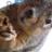 ChurroSquirrel's profile image