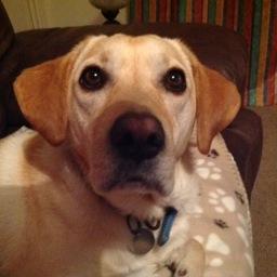 buxton_andy's profile picture. 3 decades a soldier. Now, father, husband & dog walker. Bored of people describing UK as chaos, I’ve seen chaos, it don’t look like this!