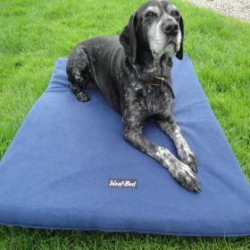http://t.co/FLEQDf76A1 Memory Foam #DogBeds Trying to make the world a more comfortable place for our beloved #Dogs :o) @TheoPaphitis #SBS Winner