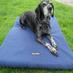 WoofBed.co.uk Where Dogs Sleep Better (@woofbed) Twitter profile photo
