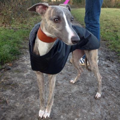 My name's Dolly and I'm a blue brindle whippet. My mum @runbeckrun says I'm beautiful. My birthday is 17/4/2014. Much whippet love to you all x