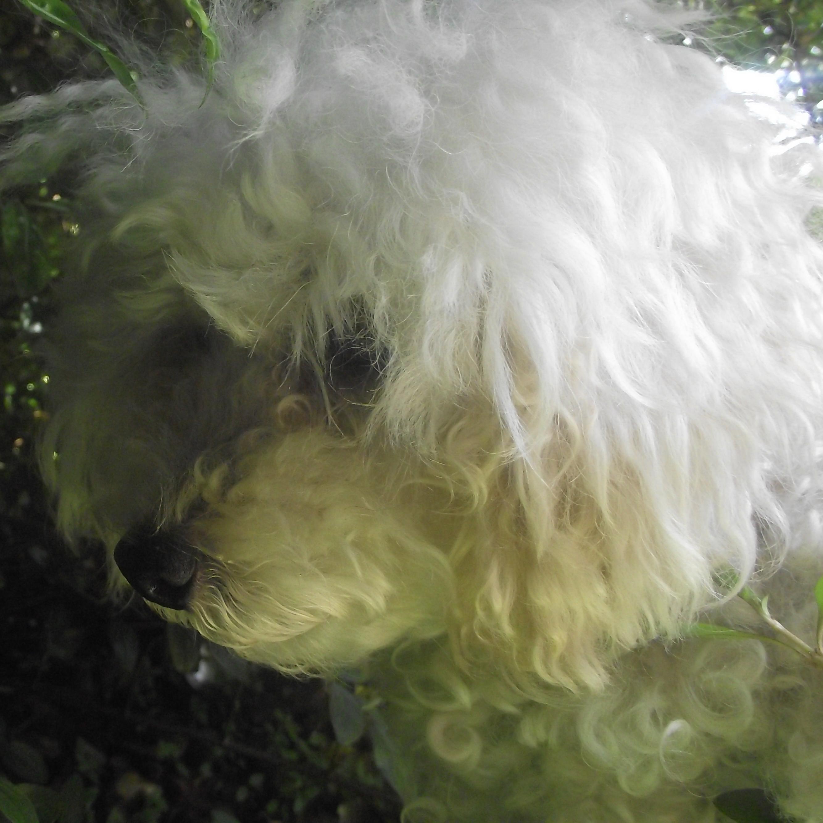 Ollie_3Leggs's profile picture. Hi! I am Olivia aka Ollie. I am a 3 legged miniature poodle. I love soft toys, dog treats and my friend Ella.