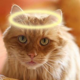 AngelasSilvia's profile picture. Leo OTRB 19th Dec.2014 Vienna