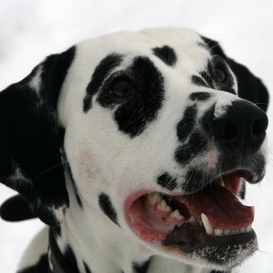 dog • fun • photography • lifestyle • food • doityourself • inspiration