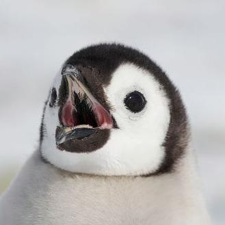 barachihuang's profile picture. 