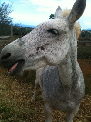 MuleyHawaii's profile picture. I'm a Jenny (girl) Mule