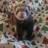 sarahbird81's profile image