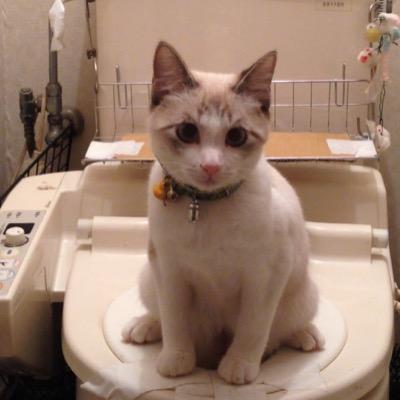 Majyop 水洗トイレ猫 Majyop Twitter