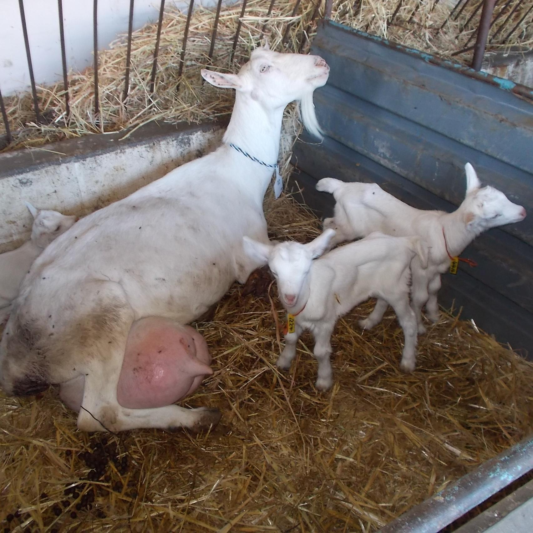 Dairy goats farming and goat cheese making, breeding of Saanen, Toggenburg and British Alpine Goats