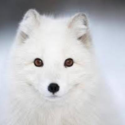 A small Arctic Fox with a big heart. She'll help anyone in need with full determination. Quite the bundle of fluffy white Faith ~Single~