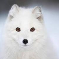 Frost (@thecoldflakes) 's Twitter Profile