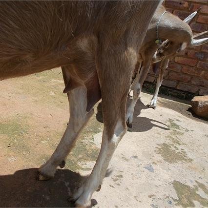 Boerdery met melkbokke en maak van kaas van bokmelk - Toggenburg en Saanen melkbok plaas.