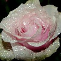um_yazeed (@um_yazeed1) 's Twitter Profile