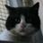 CihangirliHamdi's profile image
