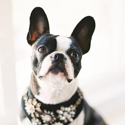 PenelopePuppy's profile picture. 